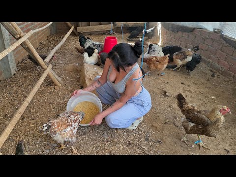 Así alimento y recojo los huevos de mis 20 GALLINAS en el