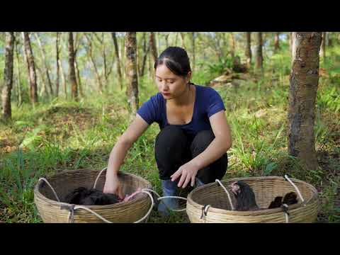 Harvesting Black Chickens & Go to Market Sell Sustainable