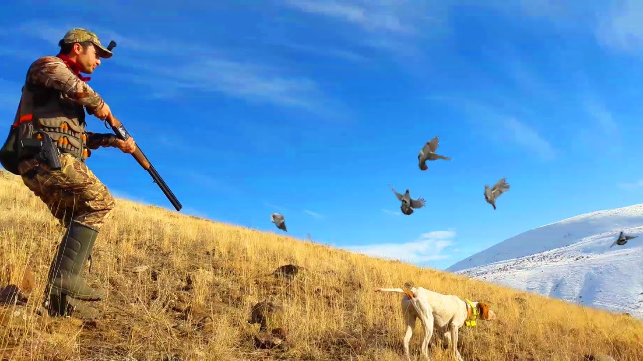 MÜKEMMEL KEKLİK AVI VİDEOSU 2019 PARTRİDGE HUNT 2019
