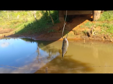 Oque falta de água tem de peixe nesse corrego do Rio só
