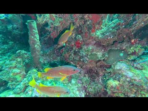 CLIP Dive 135 - Schoolmaster Snapper School - Mary's Place