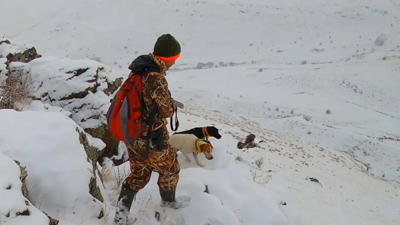KARLI DAĞLAR'DA AV KÖPEKLERİ İLE MÜKEMMEL AVPartridge