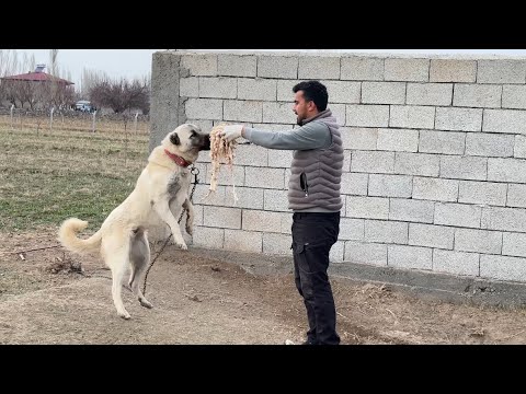KÖPEKLERİ ZİNCİRDEN BIRAKINCA BOĞUŞTULAR - KARINLARINI