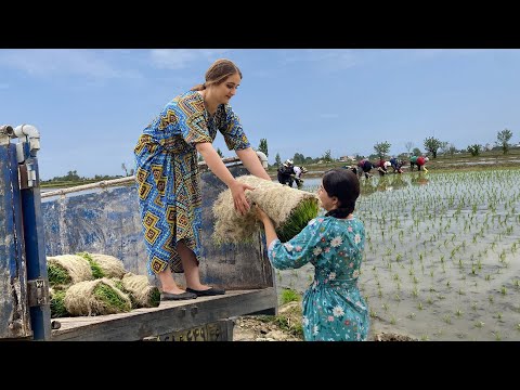 Traditional Rice Planting From Greenhouse to Our Farm