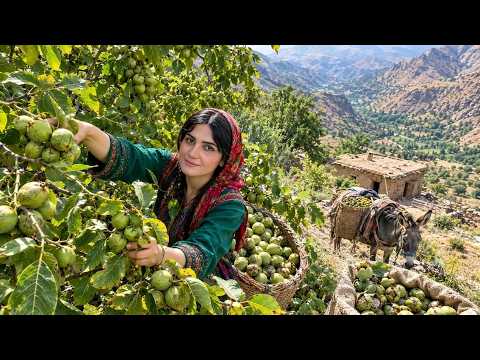 Iran Village Life: Harvesting Fresh Walnuts & Traditional