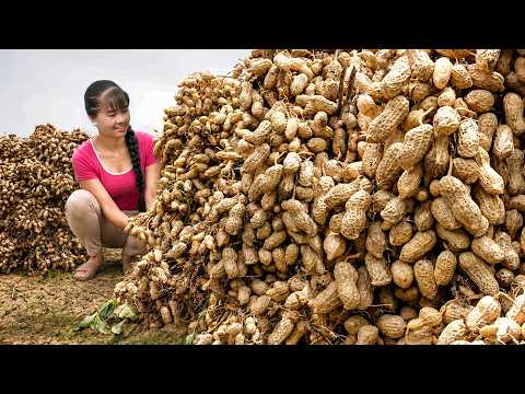 Amazing Peanut Growing & Satisfying Harvest Sells Them