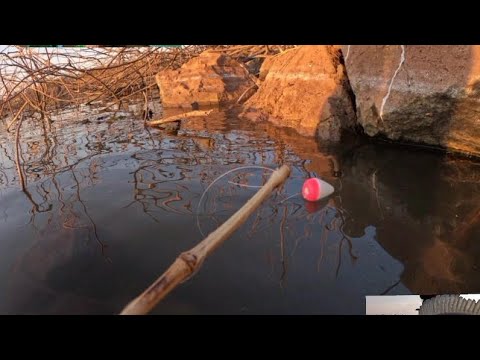Pescaria de tucunaré e Piau no bambuzinho,Rio turvo fiz