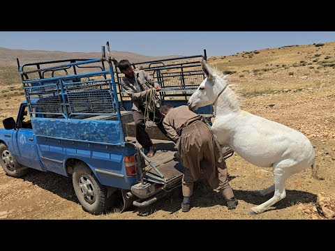 Nomadic life: Buying a donkey by the operator and giving it