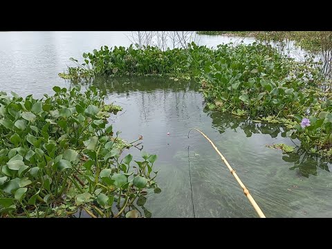 Fiquei impressionado hoje só traíra gigante nesse Rio veja