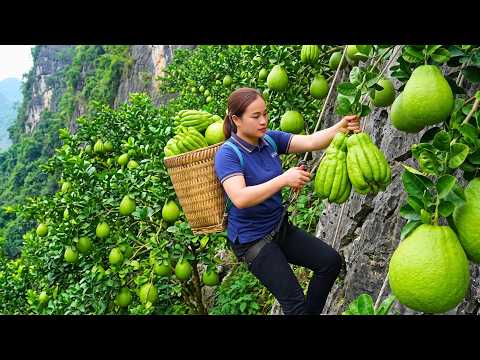 Harvesting Giant Buddha’s Hand Fruits Thousands Of
