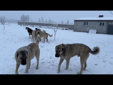 KAR YAĞDI KÖPEKLERİN KEYFİ YERİNDE - KOYUNLARIN DOĞUMU