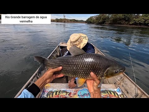 Alguém explica isso não dá para acreditar um Piauçu atrás