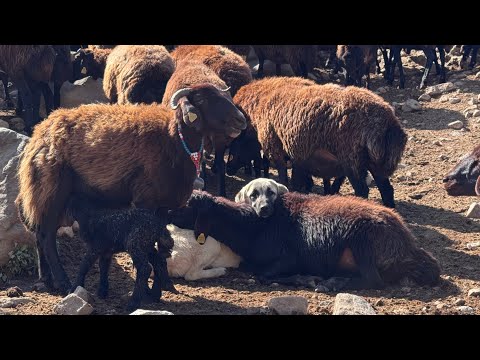 SUYU ARAMAK-ERZAK İÇİN ELEŞKİRT'E GİTTİM