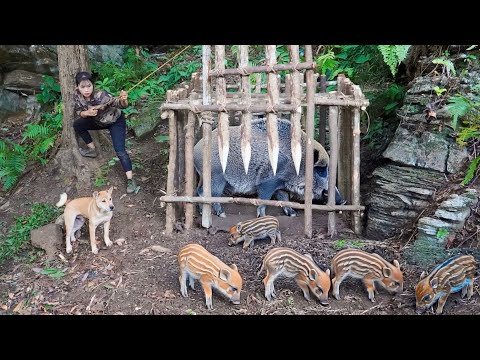Unexpected discovery Wild boars in a new area – urgent