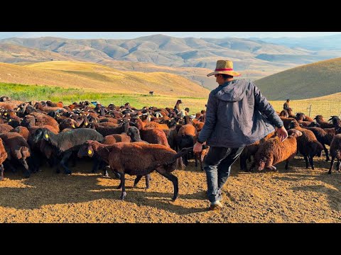 BU AŞILAR OLMASA SÜRÜ BİTER (Kuzular Annelerinden Ayrıldı)