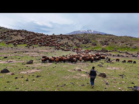 SEZONUN İLK GÜNÜ KURTLAR SÜRÜNÜN PEŞİNDE