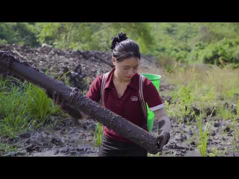 Harvesting Eels in Muddy Swamp & Go to Market Sell Daily