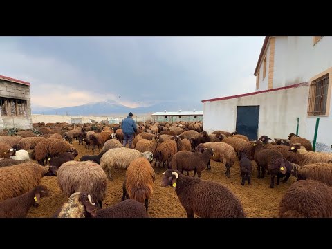 BAHARIN GELİŞİ -YAĞMURLAR- KOYUNUN HASTALIĞI