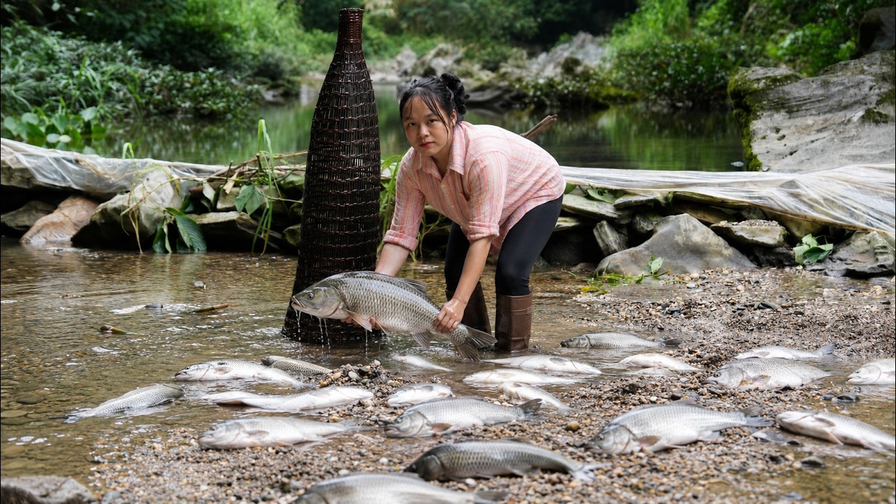Harvesting A Lot Of Big Perch Fish In The Stream
