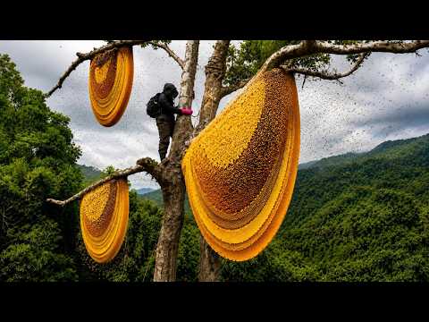 Perilous Wild Honey Hunt Survival Skills Harvesting 3 Hives