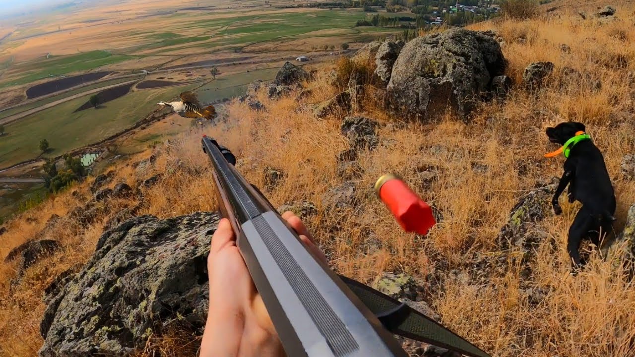 DAĞLARDA İNGİLİZ POİNTER ARES İLE MUHTEŞEM BİR KINALI