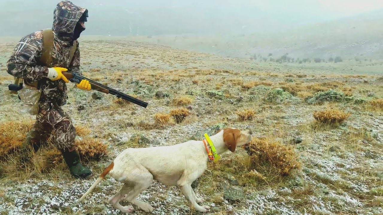 Av köpeği ile dağlarda muhteşem bir keklik avı, magnificent