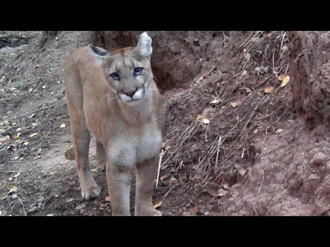 Mountain lion sisters having fun at the "Cave"