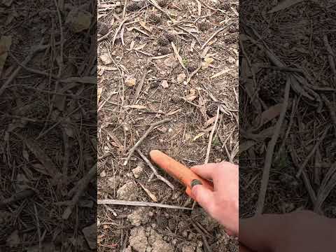 Two in the one hole! #metaldetecting