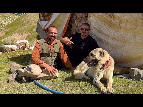 BİROL BAŞYİĞİTTEN YENİ ÇOBAN KÖPEĞİ