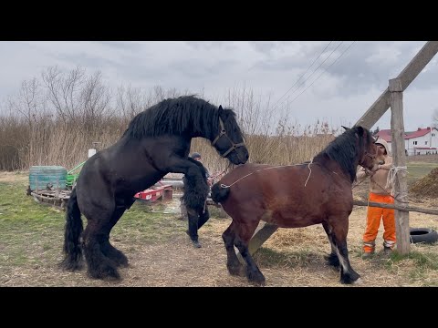 І знову гарна кобила завітала до АронаКобила по