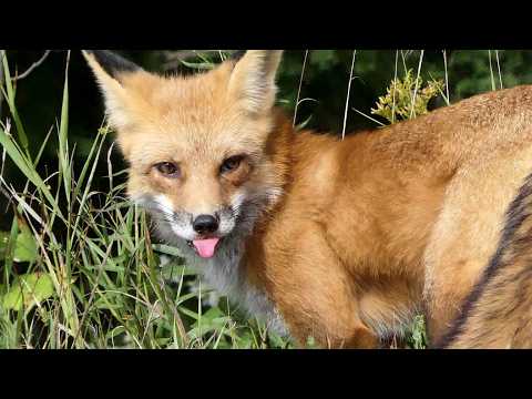 Savoring a Hidden Treasure Wild Fox Seasonal Character