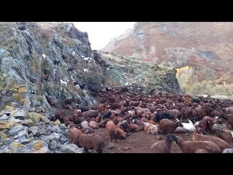 HAVALARIN SOĞUMASI İLE KIŞLAYA İNDİK(mor koyun kışlayı