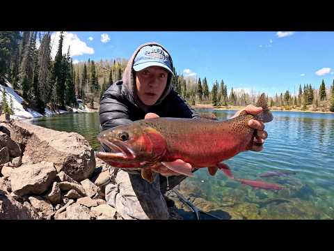 Mountain Camping & Fishing for GIANT Cutthroat Trout
