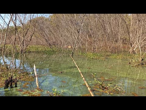 Traíra gigante tucunare gigante adrenalina pura Pescaria