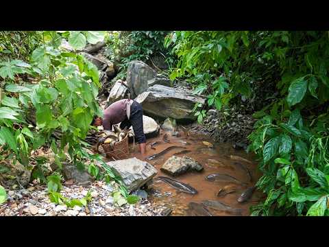 Catching Fish in the Deep Forest | Repairing Fences to