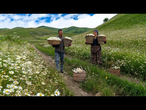 Mountain Harvest: Collecting Chamomile and Making Delicious