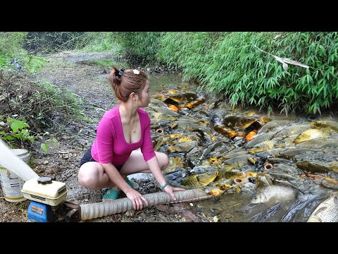 Unique Fishing, Girl Fishing Catch Many Fish, Sells Fish at