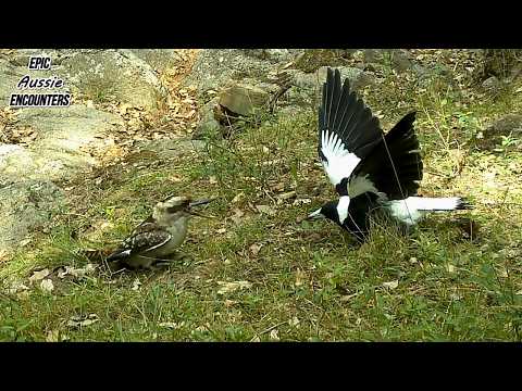 Wildlife Moments You Don’t Normally See Australian Bush
