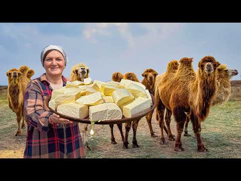 Rare $500 Cheese From Desert Camel Milk In Remote Mountains