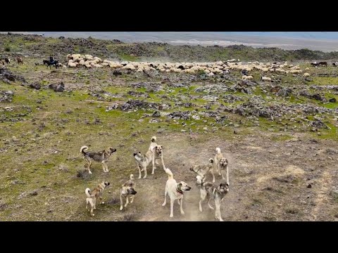 KÖPEKLER KARŞI KARŞIYA GELDİ ALAN KAVGASI