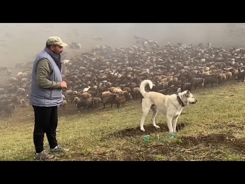 1700 KOYUN 5 KÖPEK İLE DAĞLARDA YAŞIYOR ! ​GÖÇEBE ÇOBAN