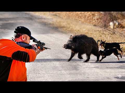 EN İYİ DOMUZ AVI 2026 - Köpeklerle Nefes Kesen Takip