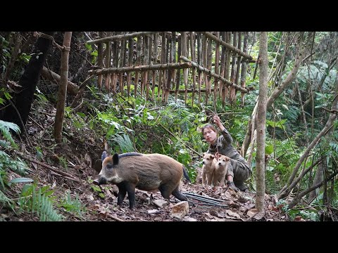 survival skills, setting traps, catching wild boars,