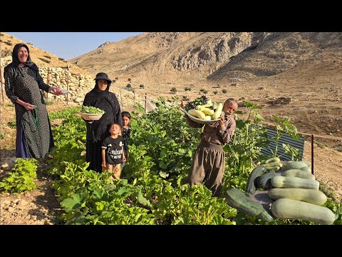 The secret of green gold in Jahangir's garden, from harvest