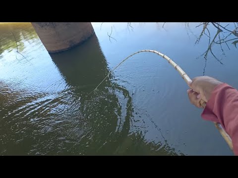 Pescaria Raiz no Rio thomaizao Pensa numa briga boa