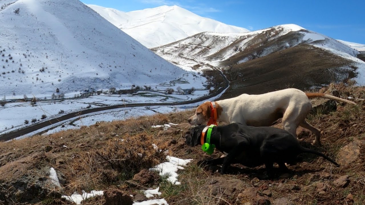 İngiliz Pointerler ile keklik avı Av köpekleri kınalı