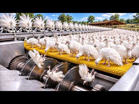 Inside a Rare White Peacock Farm & Feather Factory How a