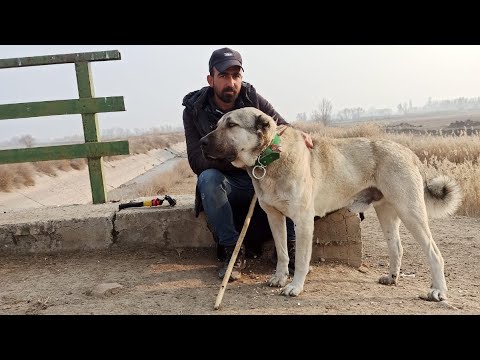 GECE YOLDA KURT GÖRDÜK--NET GÖRÜNTÜLEYEMEDİK