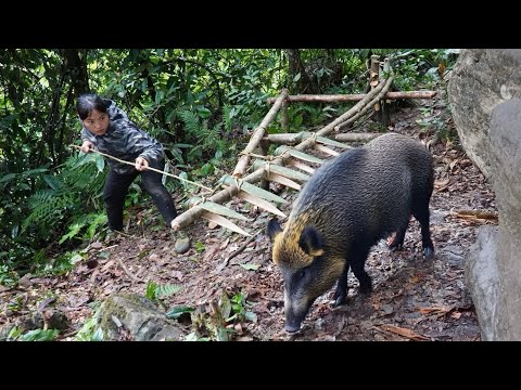 Discovering Signs of Wild Boar, Quickly Setting Up a Trap