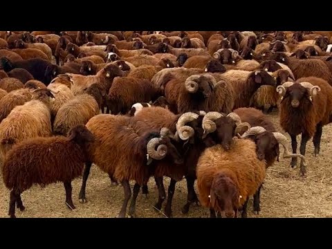 OCAK AYINDA KOÇA GELEN KOYUNLAR - KOYUNLARA KUZU SAĞLIĞI